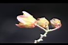 樹薯-花序2.jpg