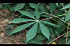 樹薯-葉02.JPG