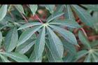 樹薯-葉04.JPG