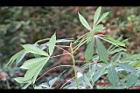 樹薯05.JPG