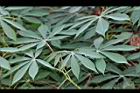 樹薯06.JPG