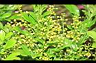 樹蘭-花序00.JPG