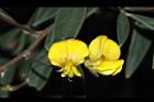 樹豆-花03.JPG