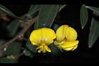 樹豆-花04.JPG
