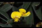 樹豆-花07.JPG