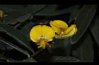 樹豆-花08.JPG