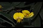 樹豆-花09.JPG
