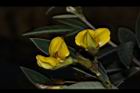 樹豆-花11.JPG