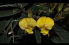樹豆-花12.JPG