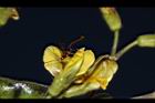 樹豆-花16.JPG