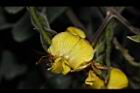 樹豆-花17.JPG