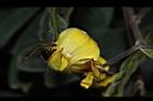 樹豆-花19.JPG