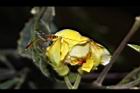 樹豆-花20.JPG