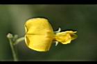 樹豆-花21.jpg