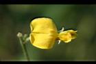 樹豆-花22.jpg