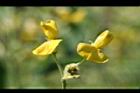 樹豆-花23.jpg