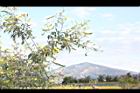 樹豆-花序00.JPG