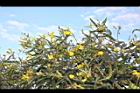 樹豆-花序20.JPG