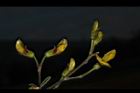 樹豆-花苞00.JPG