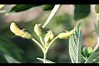 樹豆-花苞02.jpg