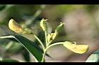 樹豆-花苞03.jpg