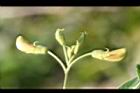 樹豆-花苞04.jpg