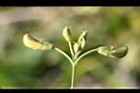 樹豆-花苞05.jpg