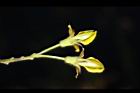 樹豆-花苞08.JPG