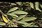 樹豆-葉13.JPG
