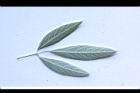 樹豆-葉背06.JPG