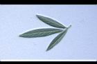 樹豆-葉背08.JPG