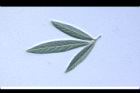 樹豆-葉背09.JPG