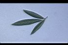 樹豆-葉背10.JPG