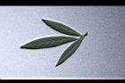 樹豆-葉背11.JPG