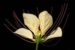 樹頭菜-花瓣-萼02.JPG