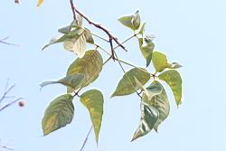 樹頭菜-葉03.JPG