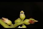 橄欖-花蕊05.JPG