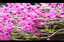 檀香石斛-花03.JPG