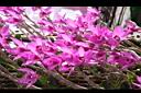 檀香石斛-花08.JPG