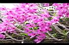 檀香石斛-花02.JPG
