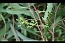 檸檬桉-花苞0.jpg