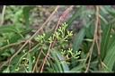 檸檬桉-花苞1.jpg