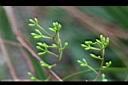 檸檬桉-花苞2.jpg