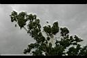 檸檬桉5.jpg