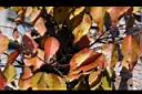 櫸-紅葉20.JPG