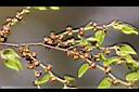 櫸木-花苞0.JPG
