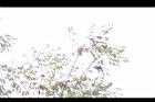 櫸-冬實00.JPG