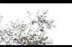 櫸-冬實01.JPG
