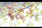 櫸-冬實05.JPG