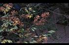 櫸-冬實12.JPG